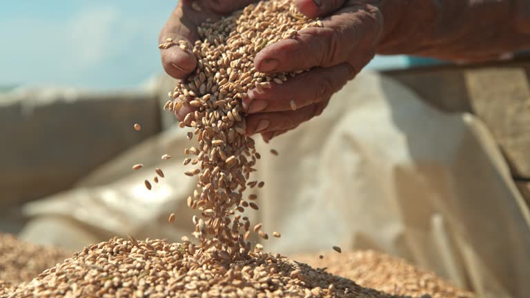 Farmer Holding Seeds